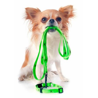 Polyester Dog Leash (3/4" x 60")