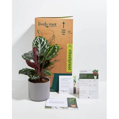 Small Peacock Plant Kit