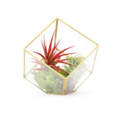 Heptahedron Geometric Glass Terrarium with Tillandsia Red Abdita and Ionantha Air Plants