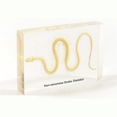 Lucite Display with Snake Skeleton, 5.31x 2.5 x 1"