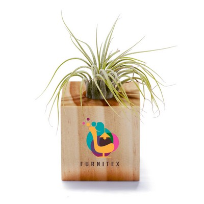 Jornikolor Air Plant