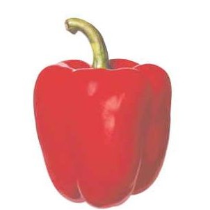 Bell Pepper Executive Magnet w/ Full Magnetic Back (2 Square Inch)