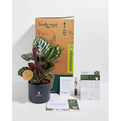 Medium Peacock Plant Kit