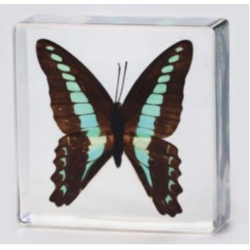 Lucite Paperweight with Real Butterfly, 3 x 3 x 1 1/8"