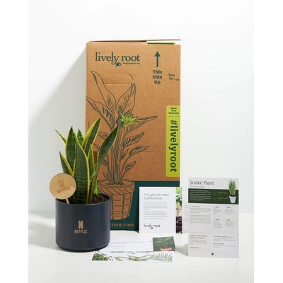 Medium Zeylanica Snake Plant Kit