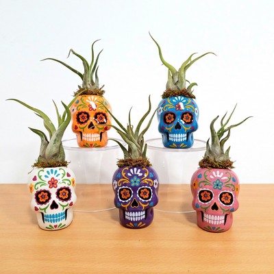 Sugar Skull with Air Plant