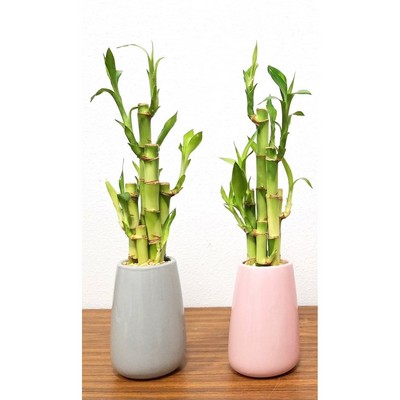 Flute Vase with 5 Lucky Bamboo Stalks