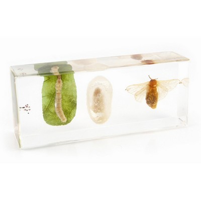 Lucite Display with Life Circle of Silk Worm, 1.69 x 4.33 x 1.10"