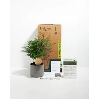 Medium Norfolk Island Pine Plant Kit