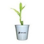 Single Shoot Lucky Bamboo in 3" Plastic Cup & Lid