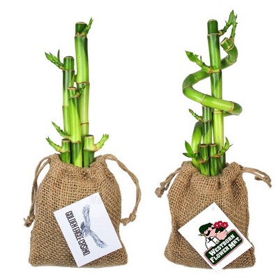 5 Lucky Bamboo Stalks in Burlap Bag