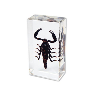 Lucite Piece with Real Black Scorpion, 2 7/8 x 1 5/8 x 1"