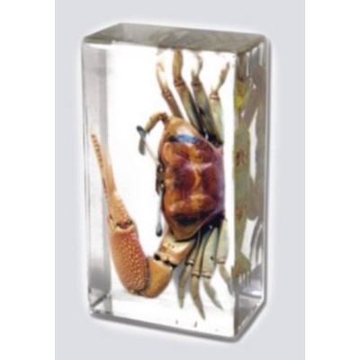 Lucite Piece with Real Reddish Fiddler Crab, 2 7/8 x 1 5/8 x 1"