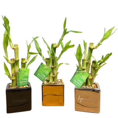 3" x 3" Square Vase with 3 Lucky Bamboo Stalks