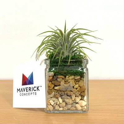 2" x 2" Square Glass with Air Plant