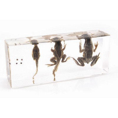 Lucite Display with Life Circle of Frog, 1.69 x 4.33 x 1.10"