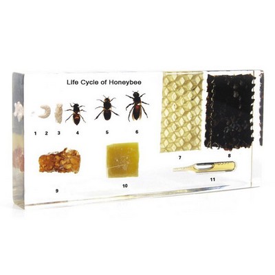 Lucite Display with Life Cycle of Honeybee, 5.51x 2.52 x 0.71"