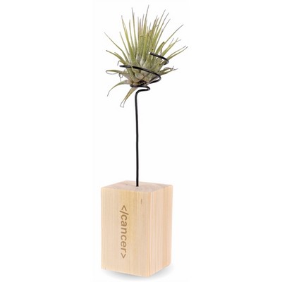 Air Plant In Wooden Stand w/Spring Wire