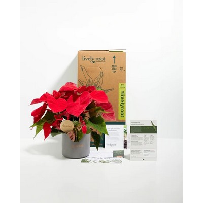 Small Poinsettia Plant Kit