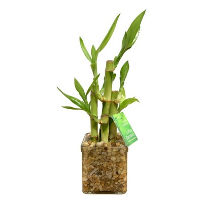 3" x 3" Square Glass Vase with 3 Lucky Bamboo Stalks