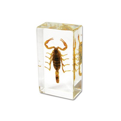 Lucite Piece with Real Scorpion, 2.9x0.16x0.94"