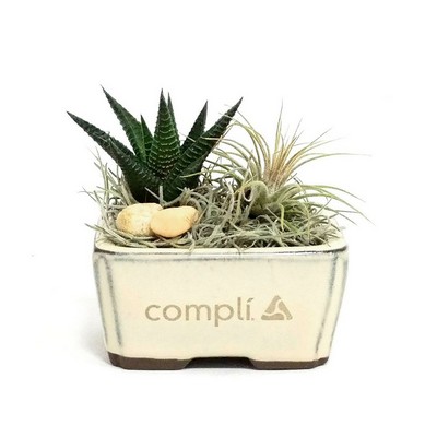 4" Ceramic with Air Plant & Succulent