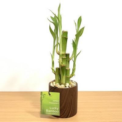 Woodgrain Round Vase with 5 Lucky Bamboo Stalks