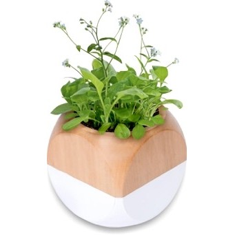 3.5" O Cube Piccolo Planter