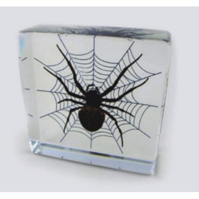 Lucite Paperweights with Real Spider, 3"X3"X 1 1/8"