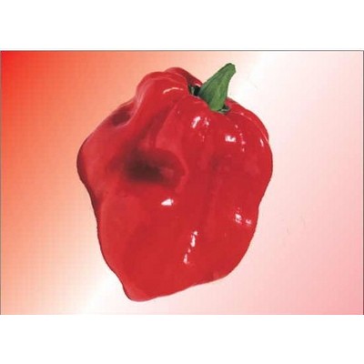 Red Habanero Pepper Rectangle Badge w/ Bar Pin (2 1/2"x3 1/2")