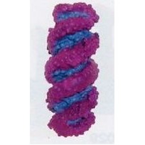 Medical Series DNA Stress Reliever Toys