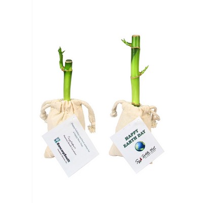 6" Lucky Bamboo Single Stalk in Cotton Bag