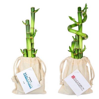 5 Lucky Bamboo Stalks in Cotton Bag