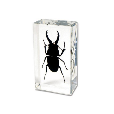 Lucite Piece with Real Blackish Stag Beetle, 2 7/8 x 1 5/8 x 1"