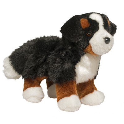 Stevie Bernese Mountain Dog