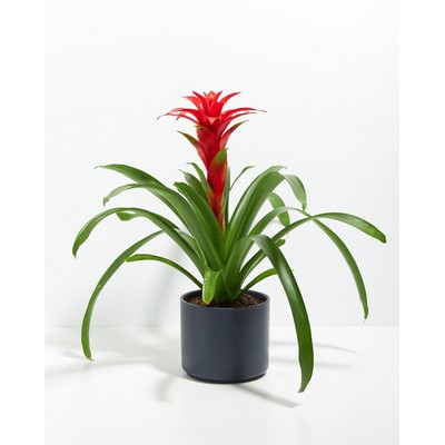 Medium Tropical Delight Guzmania Bromeliad Plant Kit