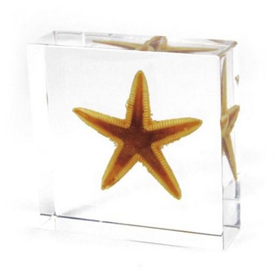 Lucite Paperweights with Real Starfish, 3"X3"X 1 1/8"