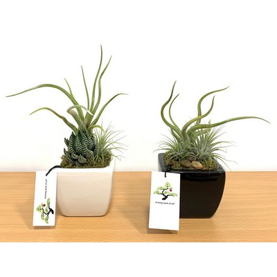 3" x 3" Promo Vase with Air Plants or Succulent