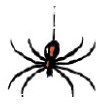 Spider Stock Temporary Tattoo