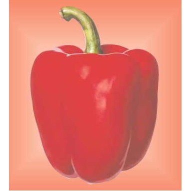 Bell Pepper Metal Photo Magnet (2 1/2"x2 1/2")