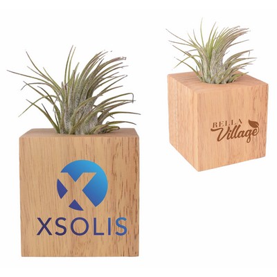 Air Plant with Wood Cube