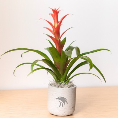 Bromeliad in Large Wilson Gray