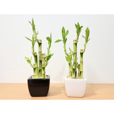 3" x 3" Promo Vase with 5 Lucky Bamboo Stalks