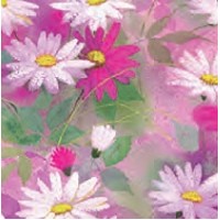 Daisy Dance Feminine Gift Wrap (417')