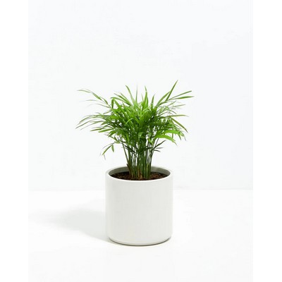 Small Neanthe Bella Parlor Palm Plant Kit