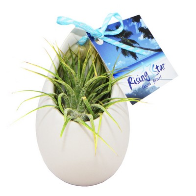 Air Plant in Hanging Ceramic Pot