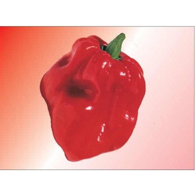 Red Habanero Pepper Rectangle Metal Photo Magnet (2"x3")