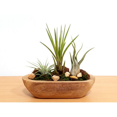 Driftwood Garden With Air Plants