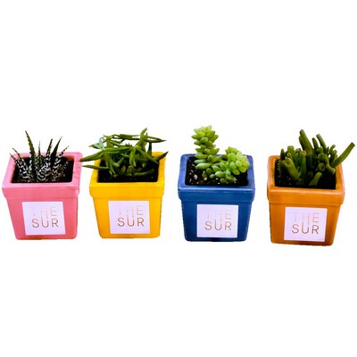 Assorted Succulents in Square Ceramic Pot