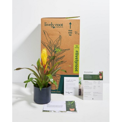 Small Evita Vriesea Bromeliad Plant Kit